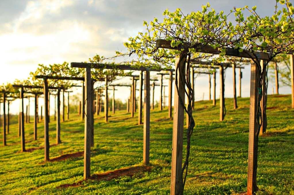 Chateau Elan Winery Braselton Kültér fotó